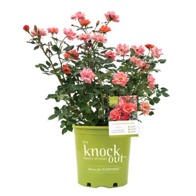 Knockout 2 Gal. Coral Rose Plant