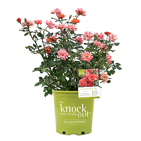 Knockout 2 Gal. Coral Rose Plant