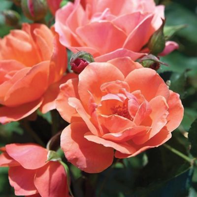 Image showing  2 gal. Potted Coral Rose Plant