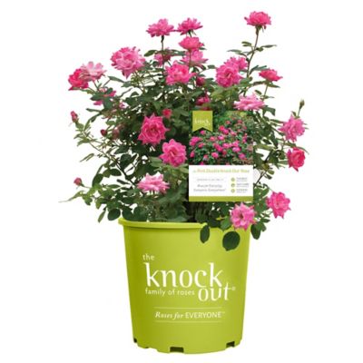 Knockout 1 Gal. Double Pink Rose Plant