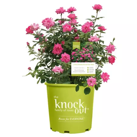 KO 1 gal Double rose plant in pot Bushes