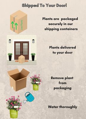 Image showing 6 th Knockout 1 gal. Potted Double Pink Rose Plant
