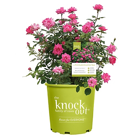 Knockout 2 Gal. Double Pink Rose Plant