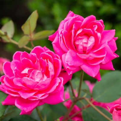 Image showing  2 gal. Potted Double Pink Rose Plant