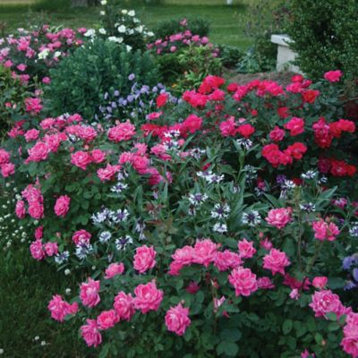 Image showing  2 gal. Potted Double Pink Rose Plant