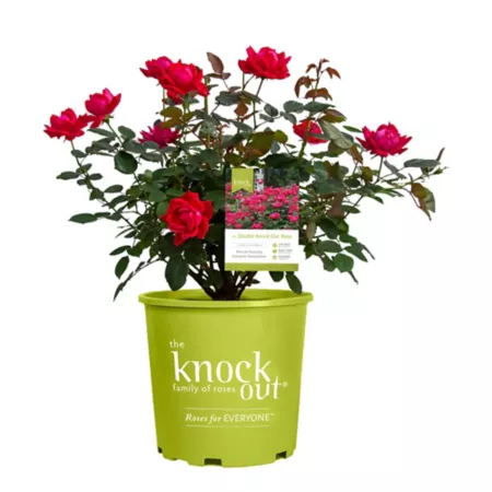 KO 1 gal Double red rose plant in pot Bushes