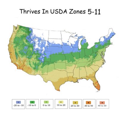 Image showing 5 th Knockout 1 gal. Potted Double Red Rose Plant