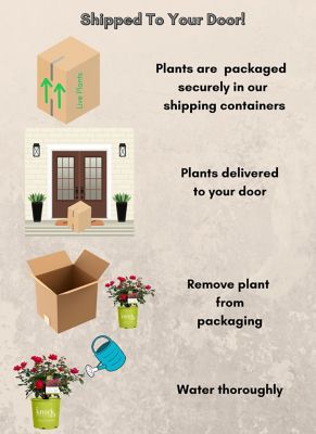 Image showing 6 th Knockout 1 gal. Potted Double Red Rose Plant