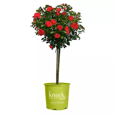 KO 3 gal Potted Double Red Rose Plant Tree Shape Bushes