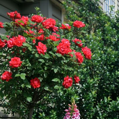 Image showing  3 gal. Potted Double Red Rose Plant Tree Form
