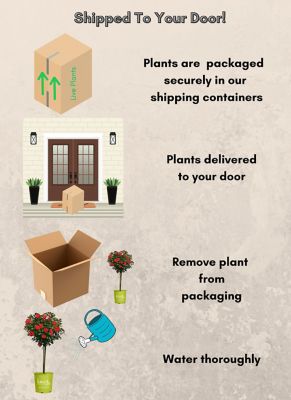 Image showing 6 th Knockout 3 gal. Potted Double Red Rose Plant Tree Form