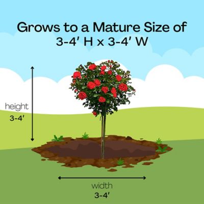 Image showing 9 th Knockout 3 gal. Potted Double Red Rose Plant Tree Form