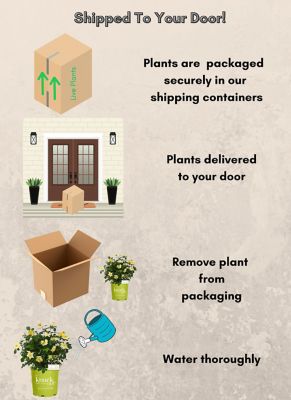 Image showing 6 th Knockout 1 gal. Potted Easy Bee-zy Rose Plant