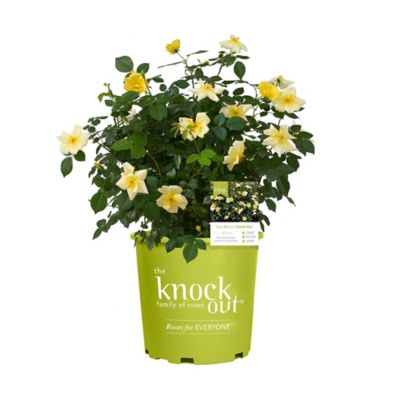 Knockout 2 gal. Potted Easy Bee-zy Rose Plant