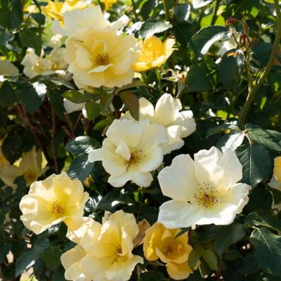 Image showing  2 gal. Potted Easy Bee-zy Rose Plant
