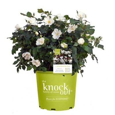 Knockout 1 gal. Potted White Rose Plant