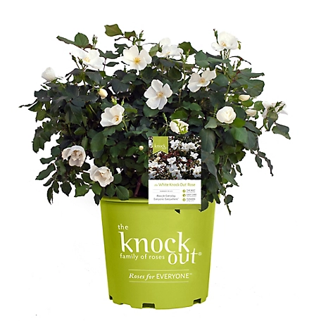 Knockout 1 Gal. White Rose Plant