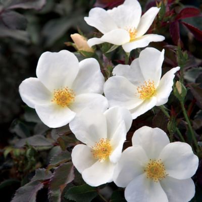 Image showing  1 gal. Potted White Rose Plant