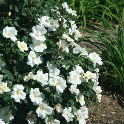 Image showing  1 gal. Potted White Rose Plant