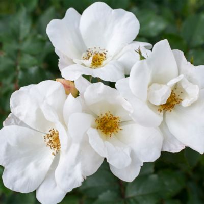 Image showing  2 gal. Potted White Rose Plant