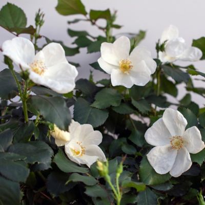 Image showing  2 gal. Potted White Rose Plant