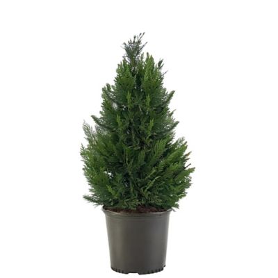 7 gal. Potted Leyland Cypress Shrub