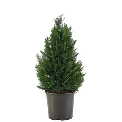 7 gal. Leyland Cypress Shrub