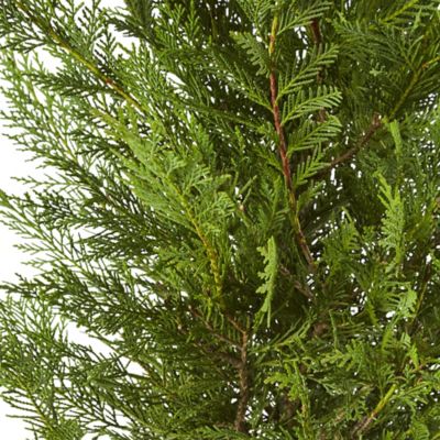 Image showing 7 gal. Potted Leyland Cypress Shrub