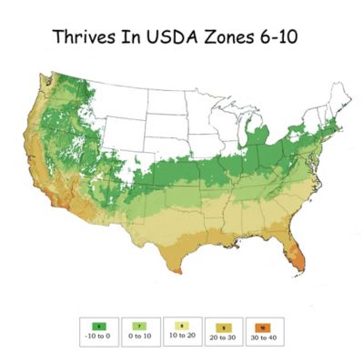 Image showing 7 gal. Potted Leyland Cypress Shrub