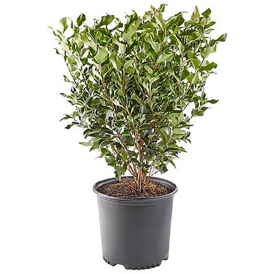 7 gal. Ligustrum Recurvifolium Shrub