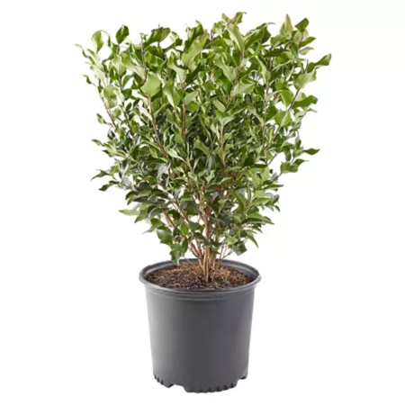 7 gallons Shrub Ligustrum Recurvifolium Bushes