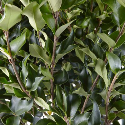 Image showing 7 gal. Potted Ligustrum Recurvifolium Shrub