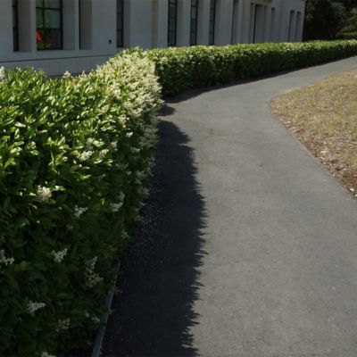 Image showing 7 gal. Potted Ligustrum Recurvifolium Shrub