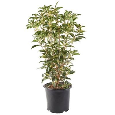 Osmanthus Tea Olive Shrub 2.25 Gal.