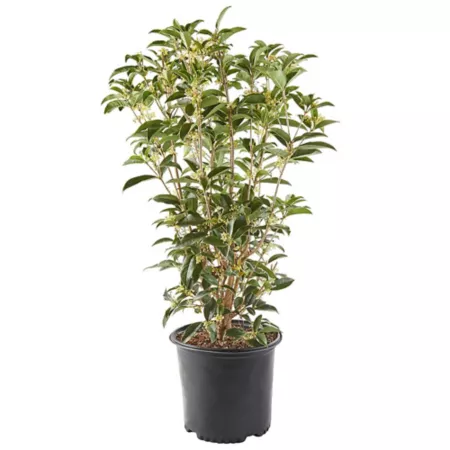 2.25 gallons Potted Osmanthus Tea Olive Shrub Bushes