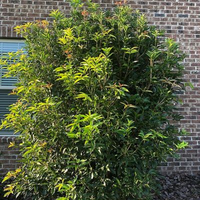 Image showing 2.25 gal. Potted Osmanthus Tea Olive Shrub