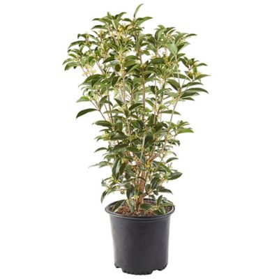 Unbranded 7 gal. Potted Osmanthus Tea Olive Shrub