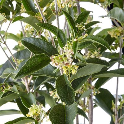 Image showing  7 gal. Potted Osmanthus Tea Olive Shrub