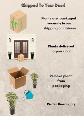 Image showing  7 gal. Potted Osmanthus Tea Olive Shrub