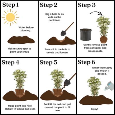 Image showing 5 th 7 gal. Potted Osmanthus Tea Olive Shrub