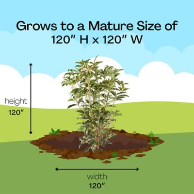 Image showing 6 th 7 gal. Potted Osmanthus Tea Olive Shrub