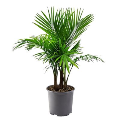Unbranded 10 in. Palm Majesty Houseplant