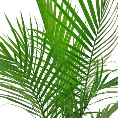 Image showing  10 in. Palm Majesty Houseplant
