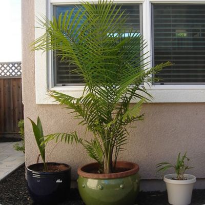 Image showing  10 in. Palm Majesty Houseplant