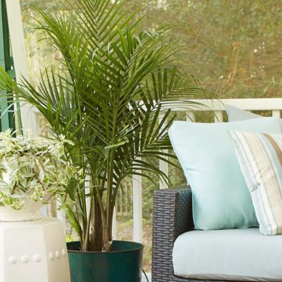 Image showing  10 in. Palm Majesty Houseplant