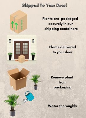 Image showing  10 in. Palm Majesty Houseplant