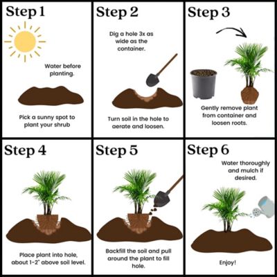 Image showing 5 th Unbranded 10 in. Palm Majesty Houseplant