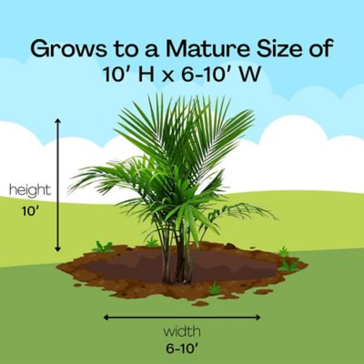 Image showing 6 th Unbranded 10 in. Palm Majesty Houseplant