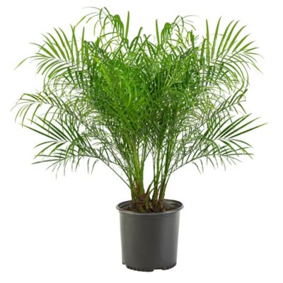 Palm Robellini Plant, 10 in.