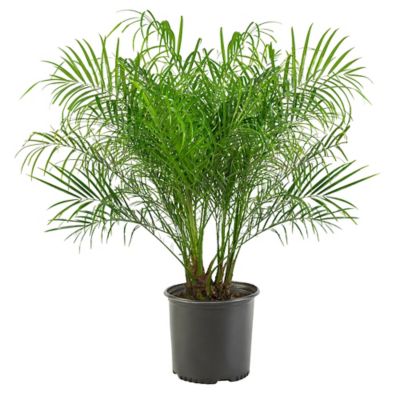 Palm Robellini Plant, 14 in.